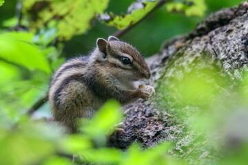 Closeup of a Siberian chipmunk in a forest with a blurry background