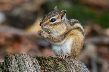 Naklejka na ściany i meble Closeup of a Siberian chipmunk in a forest with a blurry background