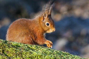 Closeup of a red squirrel on a tree log in a forest with a blurry background