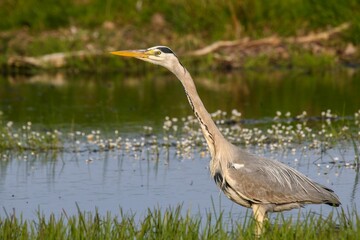 Closeup shot of a heron perched on a rock in the middle of a tranquil body of water