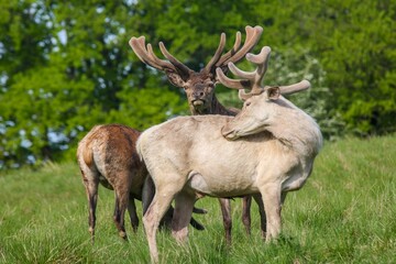 Majestic deer stand side-by-side in a lush grassy meadow surrounded by a picturesque landscape