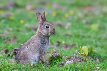 Naklejka na ściany i meble Closeup shot of a rabbit resting in a grassy field