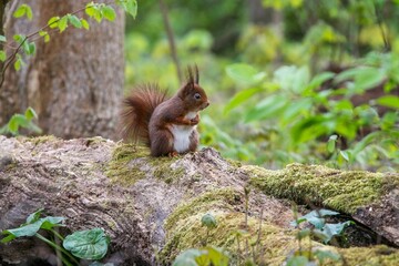 Closeup of a common squirrel (Sciurus vulgaris) on a trunk of a tree against a blurred background
