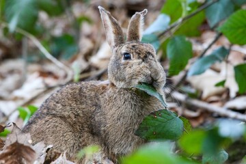 Closeup shot of a rabbit resting in a grassy field