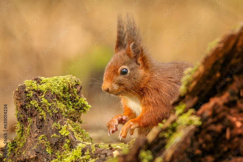 Poster closeup of a common squirrel (sciurus vulgaris) on a trunk of a tree against a blurred background