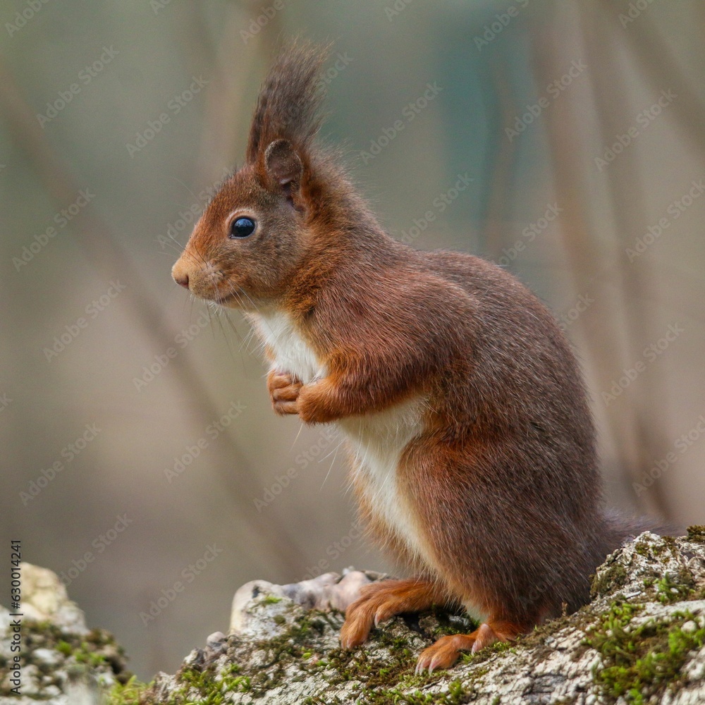 Poster closeup of a common squirrel (sciurus vulgaris) on a trunk of a tree against a blurred background
