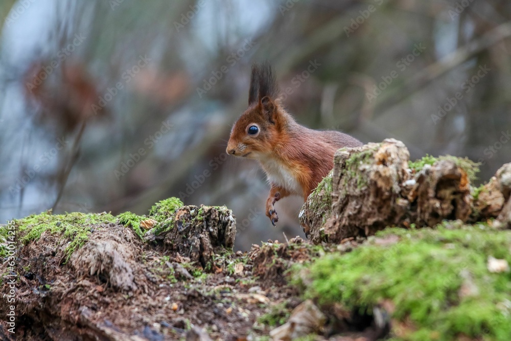 Poster closeup of a common squirrel (sciurus vulgaris) on a trunk of a tree against a blurred background