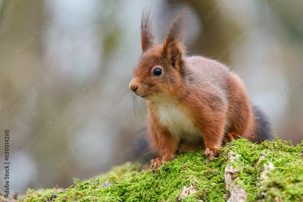 Poster closeup of a common squirrel (sciurus vulgaris) on a trunk of a tree against a blurred background