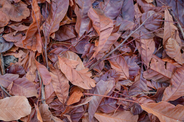 texture background of dry leaf when fall season. Photo is suitable to use for nature background, botanical poster and nature content.