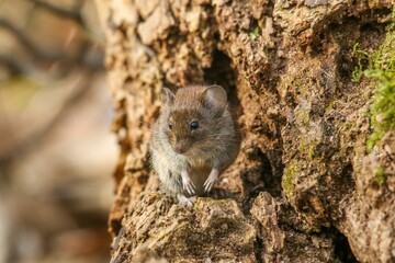 Small Rodent (Bank vole) perched on a moss scours the rocky surface
