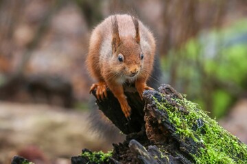 Closeup of a common squirrel (Sciurus vulgaris) on a trunk of a tree against a blurred background