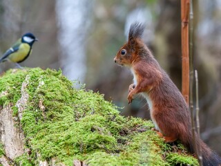 Adorable grey squirrel and a bird perched atop a wooden stump in a lush natural landscape