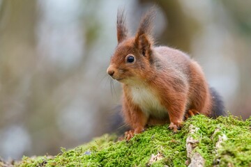 Closeup of a common squirrel (Sciurus vulgaris) on a trunk of a tree against a blurred background