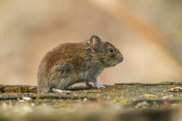 Small Rodent (Bank vole) perched on a moss scours the rocky surface