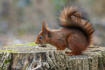 Selective focus shot of a red squirrel perching on a tree branch in a natural outdoor setting