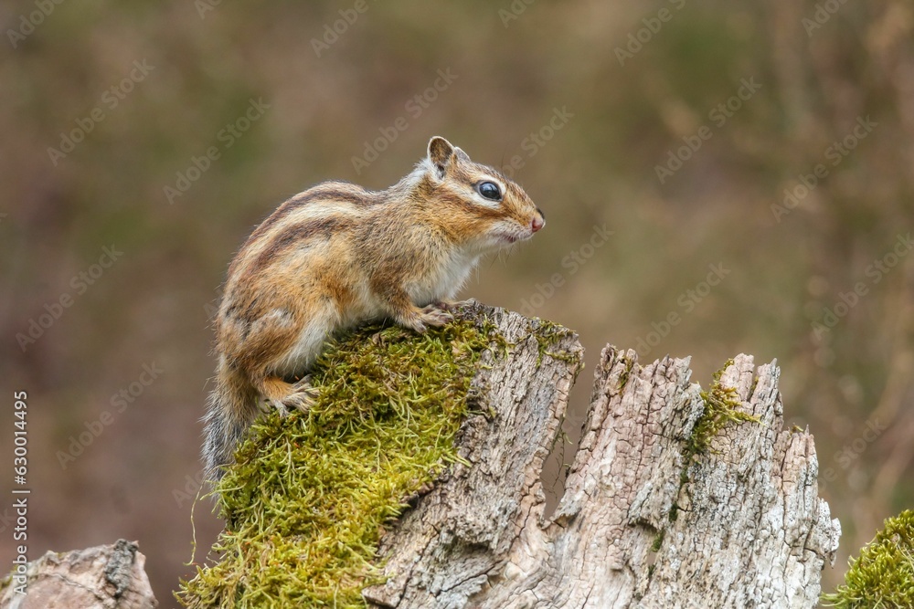 Aufkleber closeup of a red-tailed chipmunk on a trunk of a tree against a blurred background