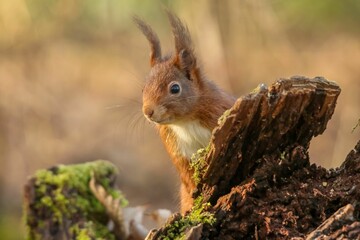 Curious brown squirrel perched atop a tree stump in a lush forest