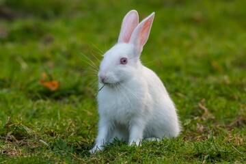 White rabbit in a meadow, nibbling on the fresh, green grass
