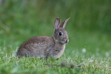 Cute brown bunny nestling in a lush green field