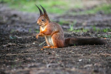 a small squirrel sitting on top of a dirt field next to some grass