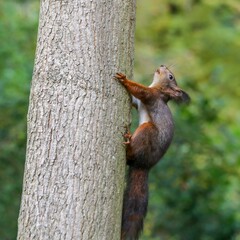 a squirrel that is climbing up the side of a tree