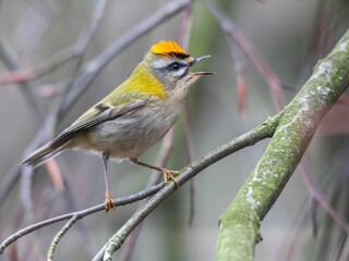 Goldcrest perched on a tree branch, gazing out into the distance