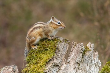 Closeup of a Red-tailed Chipmunk on a trunk of a tree against a blurred background