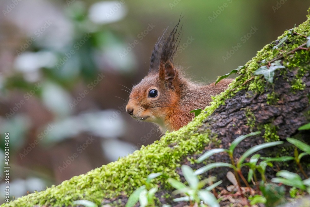 Poster closeup of a common squirrel (sciurus vulgaris) on a trunk of a tree against a blurred background