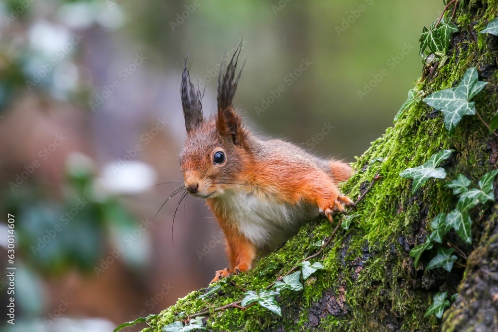 Poster closeup of a common squirrel (sciurus vulgaris) on a trunk of a tree against a blurred background