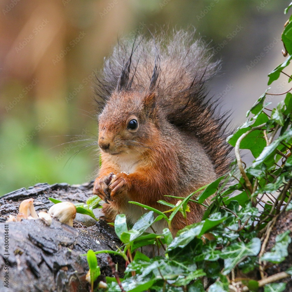 Poster closeup of a common squirrel (sciurus vulgaris) on a trunk of a tree against a blurred background
