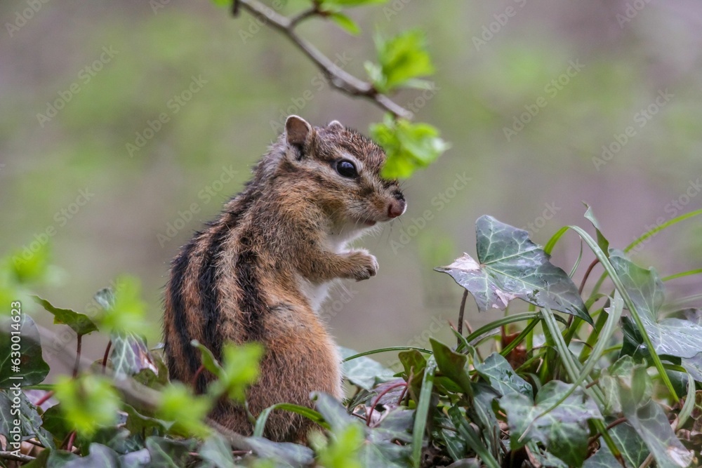 Aufkleber closeup of a red-tailed chipmunk on a trunk of a tree against a blurred background