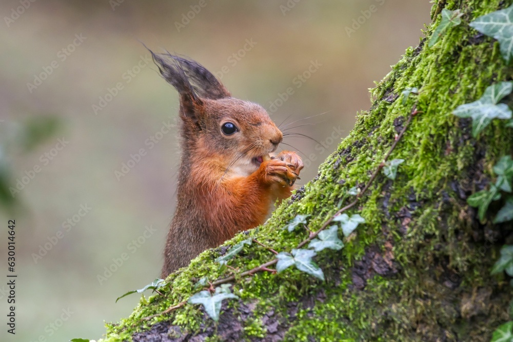 Poster closeup of a common squirrel (sciurus vulgaris) on a trunk of a tree against a blurred background