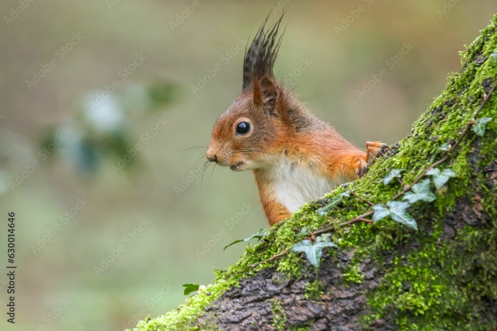 Poster closeup of a common squirrel (sciurus vulgaris) on a trunk of a tree against a blurred background