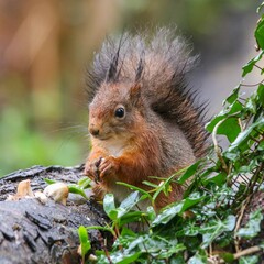 Closeup of a common squirrel (Sciurus vulgaris) on a trunk of a tree against a blurred background