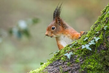 Closeup of a common squirrel (Sciurus vulgaris) on a trunk of a tree against a blurred background