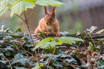 Cute red squirrel perched on a log looking around its environment with an inquisitive expression