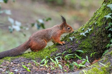 Closeup of a common squirrel (Sciurus vulgaris) on a trunk of a tree against a blurred background
