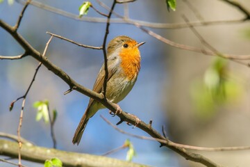 Fototapeta premium Small orange and gray songbird perched on a slender branch of a tree