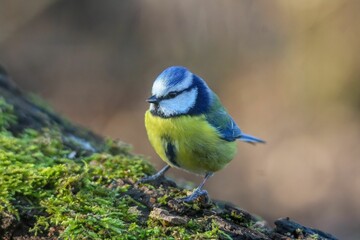Fototapeta premium Adorable Eurasian blue tit bird perched gracefully on a mossy tree trunk
