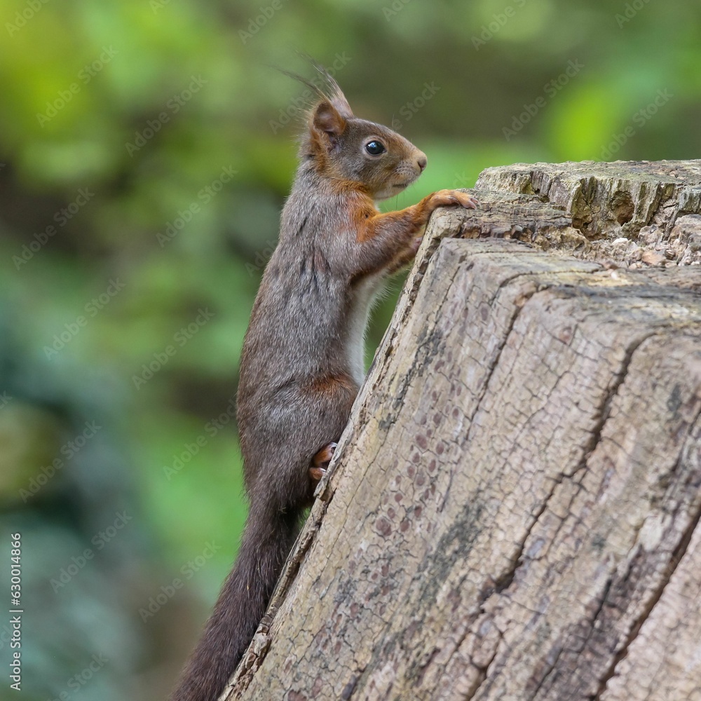 Poster red squirrel on a tree stump, looking alertly into the distance. sciurus vulgaris.