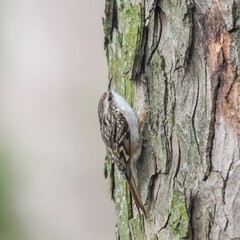 closeup of a single Short-toed treecreeper perched on a tree branch with a blurry background