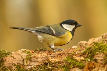 Obraz premium Closeup of a small Great tit perched on a moss-covered tree trunk with a blurry background