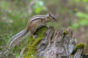 Closeup of Ground squirrel on wood