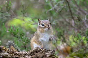 Naklejka na ściany i meble Closeup of Ground squirrel on wood