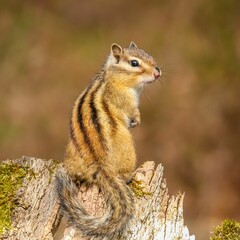 Closeup shot of an eastern chipmunk, Tamias striatus.