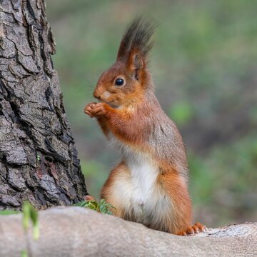 Portrait of a red squirrel in its natural habitat. Sciurus vulgaris. © Woodhicker_shots1/Wirestock Creators