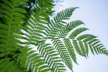 Textured and surface of Eagle fern green leaf on the camping ground. The photo is suitable to use botanical content media, environmental poster and nature background.