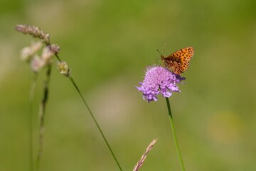 Closeup of a vibrant butterfly perched on a flower in a lush green with a blurry background