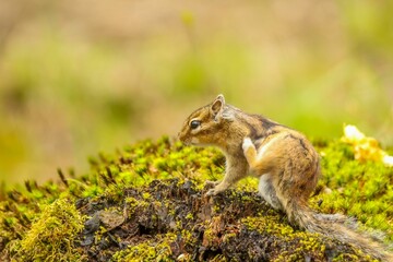 Adorable Siberian chipmunk  perched atop a tree stump with a blurry background
