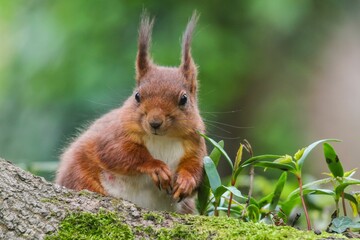 Closeup of a vibrant Sciurus vulgaris ognevi in a lush green with a blurry background